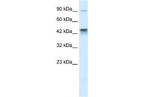 KIF3A antibody used at 1 ug/ml to detect target protein. (KIF3A anticorps  (C-Term))
