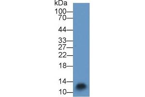 Detection of S100A3 in Mouse Skin lysate using Polyclonal Antibody to S100 Calcium Binding Protein A3 (S100A3) (S100A3 anticorps  (AA 1-101))