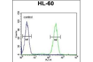 AFTPH Antibody (C-term) (ABIN651958 and ABIN2840475) flow cytometric analysis of HL-60 cells (right histogram) compared to a negative control cell (left histogram). (Aftiphilin anticorps  (C-Term))