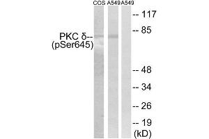 Western Blotting (WB) image for anti-Protein Kinase C, delta (PKCd) (pSer645) antibody (ABIN1847522) (PKC delta anticorps  (pSer645))