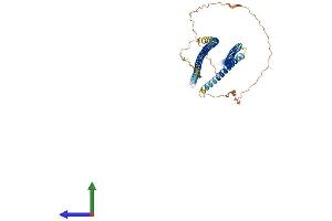 AlphaFold protein structure predicition of Mouse Recombinant Krt14 Protein, UniprotID Q61781