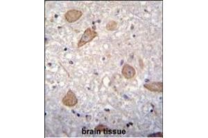 CNIH2 Antibody (N-term) (ABIN655476 and ABIN2844999) immunohistochemistry analysis in formalin fixed and paraffin embedded human brain tissue followed by peroxidase conjugation of the secondary antibody and DAB staining.