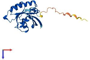 AlphaFold protein structure predicition of Mouse Recombinant Rab22a Protein, UniprotID P35285