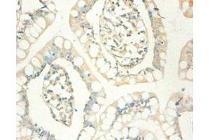 Immunohistochemistry of paraffin-embedded human small intestine tissue using ABIN7159537 at dilution of 1:100 (MT1X anticorps  (AA 1-59))