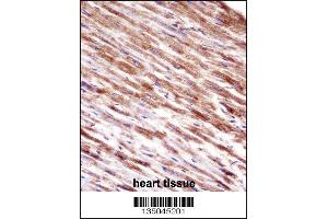 HSPBP1 Antibody immunohistochemistry analysis in formalin fixed and paraffin embedded human heart tissue followed by peroxidase conjugation of the secondary antibody and DAB staining.