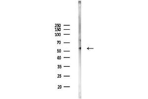 anti-RUN and FYVE Domain Containing 3 (RUFY3) antibody