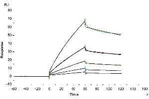 Anti-CDCP1 Antibody, hFc Tag captured on CM5 Chip via Protein A can bind Biotinylated Mouse CDCP-1, His-Avi Tag with an affinity constant of 0.