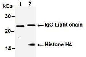 Western Blotting (WB) image for anti-Histone H4 antibody (ABIN1449238) (Histone H4 anticorps)