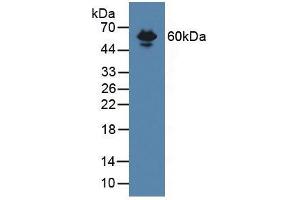 Western blot analysis of Mouse Serum. (Endoglin anticorps  (AA 27-137))