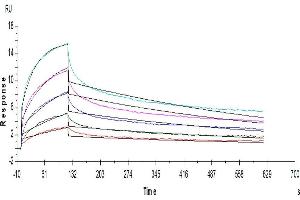 Human LILRB1, hFc Tag captured on Protein A Chip can bind Human HLA-G Tetramer, His Tag with an affinity constant of 1.