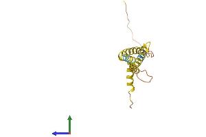 AlphaFold protein structure predicition of Human Recombinant OCIAD2 Protein, UniprotID Q56VL3