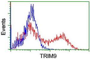 Image no. 2 for anti-Tripartite Motif Containing 9 (TRIM9) (AA 284-669) antibody (ABIN1491325) (TRIM9 anticorps  (AA 284-669))