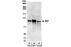 Western Blotting (WB) image for anti-NFKB Repressing Factor (NKRF) (AA 50-100) antibody (ABIN7455003)
