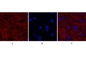Immunofluorescence analysis of rat brain tissue. (MAP2 anticorps)