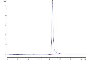The purity of Mouse IL-12 is greater than 95 % as determined by SEC-HPLC.