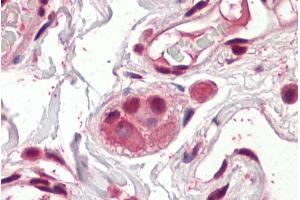 ABIN768545 (3. (AES anticorps  (N-Term))