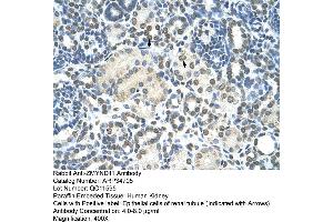 Human kidney (ZMYND11 anticorps  (N-Term))