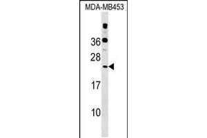 Western blot analysis in MDA-MB453 cell line lysates (35ug/lane). (POLR2D anticorps  (AA 51-79))