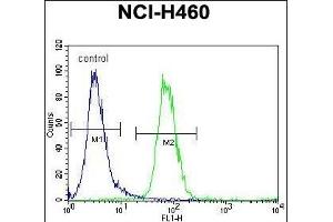 FX4L1 Antibody (N-term) (ABIN655284 and ABIN2844875) flow cytometric analysis of NCI- cells (right histogram) compared to a negative control cell (left histogram). (FOXD4L1 anticorps  (N-Term))