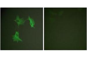 Immunofluorescence analysis of NIH-3T3 cells, using Tubulin alpha Antibody. (alpha Tubulin anticorps)
