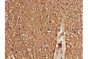 Immunohistochemistry of paraffin-embedded human brain tissue using ABIN7148482 at dilution of 1:100 (CNTNAP1 anticorps  (AA 26-356))