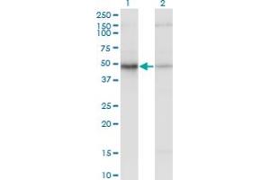 Western Blot analysis of EIF2S2 expression in transfected 293T cell line by EIF2S2 monoclonal antibody (M09), clone 2F3. (EIF2S2 anticorps  (AA 1-100))