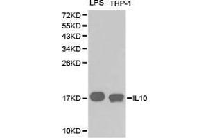 Western Blotting (WB) image for anti-Interleukin 10 (IL10) antibody (ABIN1873184) (IL-10 anticorps)