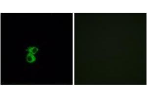 Immunofluorescence analysis of MCF7 cells, using OR6B2 Antibody. (OR6B2 anticorps  (AA 261-310))