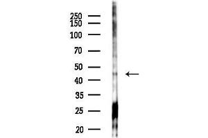 Western blot analysis of lysates from HUVEC cells(starvation,24h treatment), using KLF13 Antibody at 1/1000 dilution.
