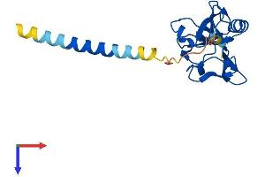 AlphaFold protein structure predicition of Human Recombinant KLRD1 Protein, UniprotID Q13241