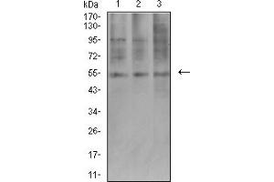 Western blot analysis using AEBP2 mouse mAb against COS7 (1), HepG2 (2), and SK-MES-1 (3) cell lysate.