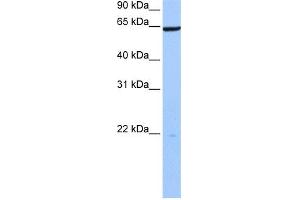 WB Suggested Anti-PAXIP1 Antibody Titration:  0.