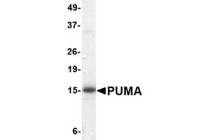 Western Blotting (WB) image for BCL2 Binding Component 3 (BBC3) (AA 76-170) protein (His tag,Strep II tag) (ABIN2468998)