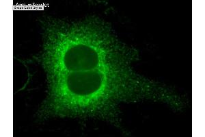 Immunofluorescence (IF) image for anti-mScarlet antibody (ABIN7273089) (mScarlet anticorps)