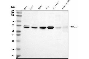 Western blot analysis of MEK7/MAP2K7 using anti-MEK7/MAP2K7 antibody (ABIN3043875). (MAP2K7 anticorps  (N-Term))