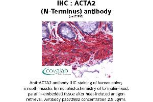 Image no. 2 for anti-Actin, alpha 2, Smooth Muscle, Aorta (ACTA2) (N-Term) antibody (ABIN1731470) (Smooth Muscle Actin anticorps  (N-Term))
