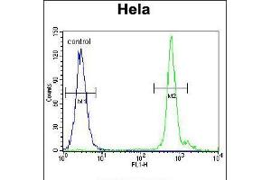 Flow cytometric analysis of Hela cells (right histogram) compared to a negative control cell (left histogram). (EMG1 anticorps  (AA 104-133))