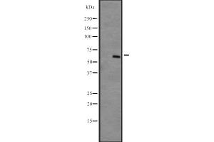 Western blot analysis of DYRK4 expression in NCI-H292 cell line lysates ;developed using the ECL technique,The lane on the left is treated with the antigen-specific peptide. (DYRK4 anticorps  (C-Term))