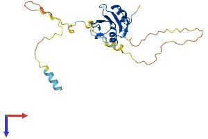 AlphaFold protein structure predicition of Mouse Recombinant Shf Protein, UniprotID Q8CG80