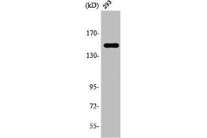 Western Blot analysis of 293 cells using TAB182 Polyclonal Antibody (TNKS1BP1 anticorps  (C-Term))
