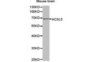 Western Blotting (WB) image for anti-Acyl-CoA Synthetase Long-Chain Family Member 5 (ACSL5) antibody (ABIN1870777) (ACSL5 anticorps)