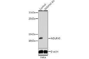 Western blot analysis of extracts from normal (control) and NDUFA5 knockout (KO) HeLa cells using NDUFA5 Polyclonal Antibody at dilution of 1:1000. (NDUFA5 anticorps)