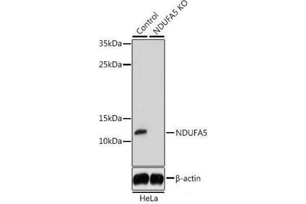 NDUFA5 Antikörper