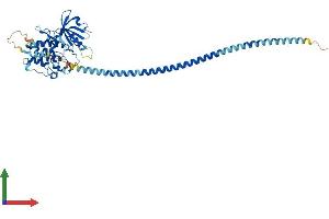 AlphaFold protein structure predicition of Human Recombinant DAPK3 Protein, UniprotID O43293