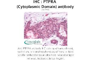 Image no. 1 for anti-Protein tyrosine Phosphatase, Receptor Type, A (PTPRA) antibody (ABIN1738604) (PTPRA anticorps)