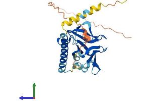 AlphaFold protein structure predicition of Mouse Recombinant Oip5 Protein, UniprotID A2AQ14