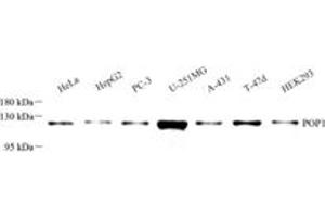 Western blot analysis of POP1 (ABIN7075178),at dilution of 1: 2000 (POP1 anticorps)