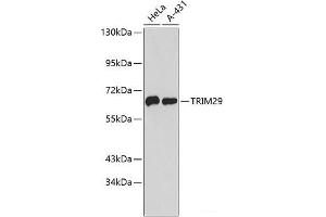 Western blot analysis of extracts of various cell lines using TRIM29 Polyclonal Antibody. (TRIM29 anticorps)