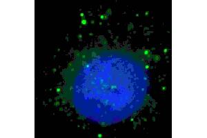 Fluorescent image of  cells stained with BARON (N-term) antibody. (Rubicon anticorps  (N-Term))