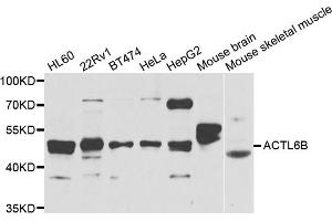 Western blot analysis of extracts of various cell lines, using ACTL6B antibody (ABIN5974275) at 1/1000 dilution.